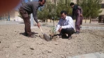 روز درختکاری 5